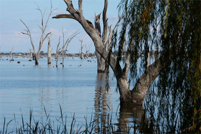 Lake Mulwala Flooded Trees